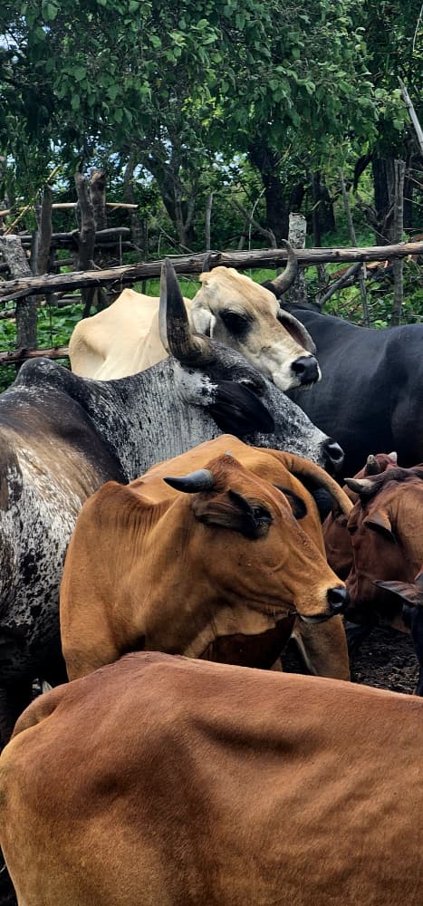 Cattle