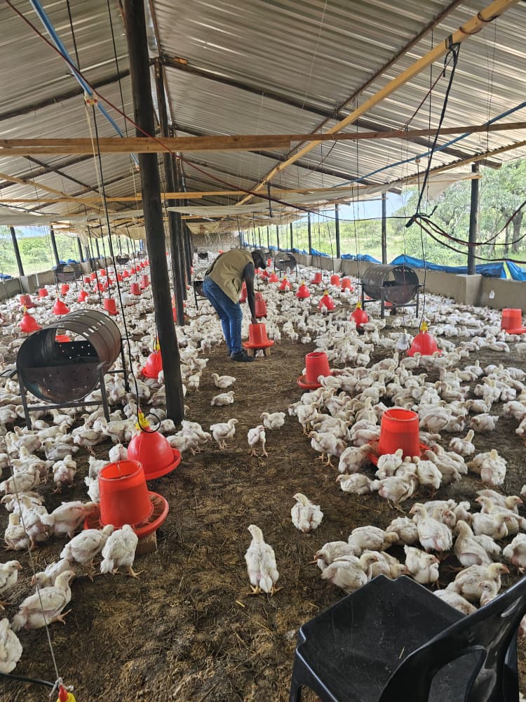 State of the art broiler production